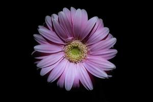 Pink gerbera daisy on black background photo