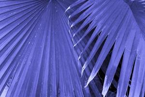 Palm leaf texture, natural tropical green leaf close up. Toned purple image in Very Peri trendy color. photo