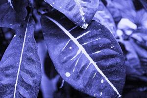 Red-green leaves of ficus rubber. Ficus is elastic. Selective focus. Toned purple image in Very Peri trendy color. Background. photo