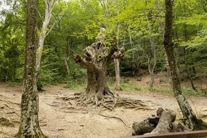 The trunk of an old large oak tree with bark and roots on the ground. Natural wild park. photo