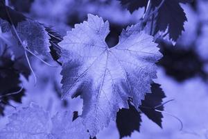 Young leaf of grapes on a branch close-up, in tinted trendy purple color Very Peri. copy space. photo