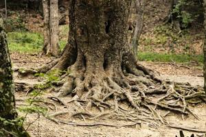 The trunk of an old large oak tree with bark and roots on the ground. Natural wild park. photo