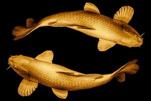 peces koi dorados alrededor del bucle circular para el concepto de símbolo de larga vida afortunado o infinito aislado en fondo negro. foto