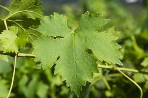 Green grape leaves on a branch, close-up. Copy space photo