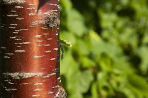 Striped bark of red cherry tree trunk on blurred summer background of green nature. Bark of prunus rufa, Prunus Serrula. photo