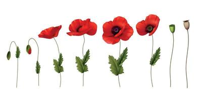 Set Of Stems With Red Poppies vector