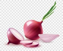 Red Onion Composition vector