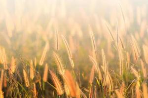 abstract grass flower in sunset background photo