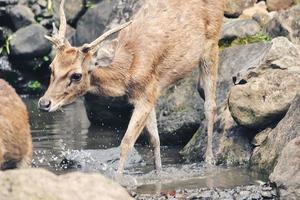 A thirsty deer is looking for water in a small river photo