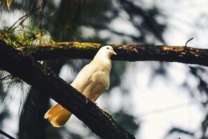 A white dove perched on a branch of a pine forest photo