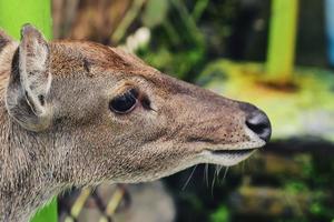 Deer feeding activities in conservation areas photo