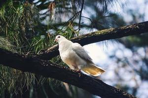 A white dove perched on a branch of a pine forest photo