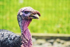 Close-up photography of animals. Young turkey face pictures photo