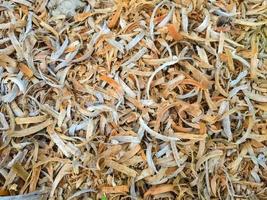 Close up wooden sawdust background. on the floor photo