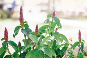 el árbol costus tiene hermosas flores rojas con hojas verdes, brillo de la naturaleza, fondo borroso. foto