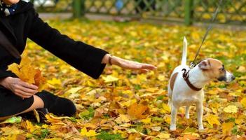 a woman holds out a hand of friendship to a dog looking the other way. photo