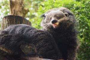 Photo of cute binturongs