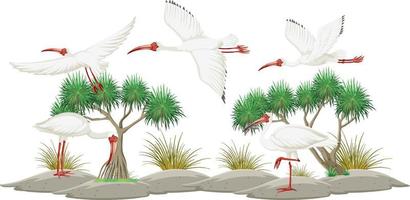 grupo de ibis blanco americano sobre fondo blanco vector