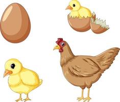 Chicken life cycle set vector