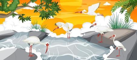 escena al aire libre con un grupo de ibis blancos americanos vector