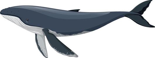 ballena jorobada aislada sobre fondo blanco vector
