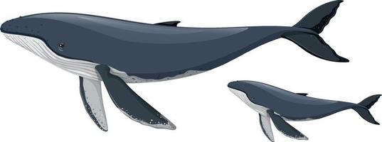 Mother and baby humpback whale vector