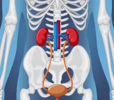 Human internal organ with kidneys and bladder vector