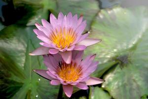 Beautiful purple water lily lotus flower blooming on water surface. Reflection of lotus flower on water pond. photo