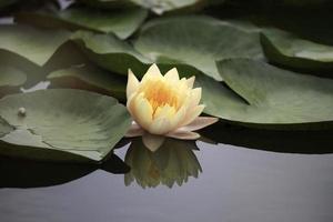 Beautiful yellow waterlily or lotus flower in pond with reflecting on the water photo
