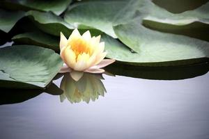 Beautiful yellow waterlily or lotus flower in pond with reflecting on the water photo