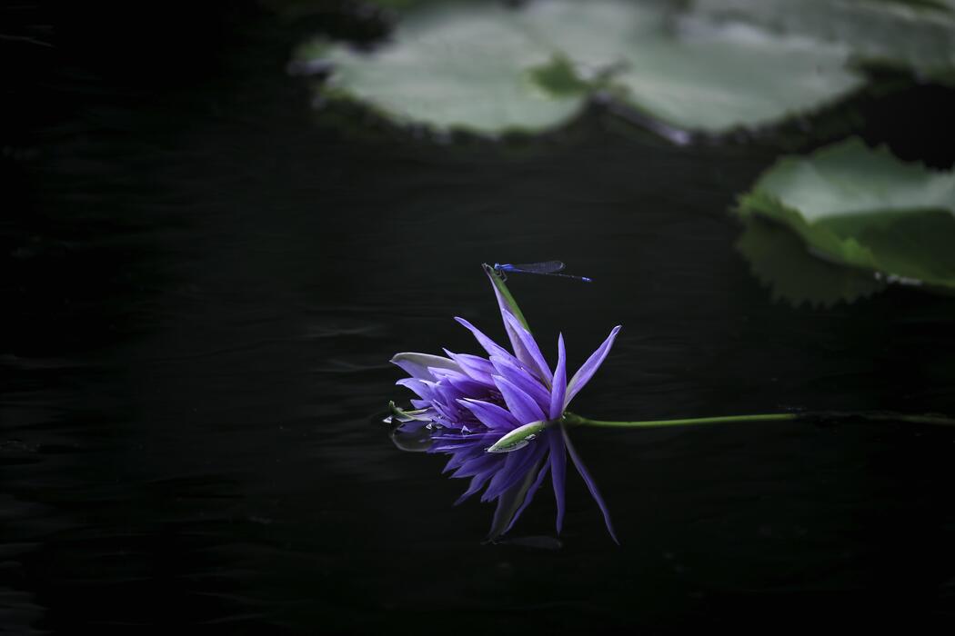 Pond Flower Stock Photos, Images and Backgrounds for Free Download