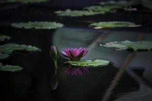 hermoso nenúfar rosa púrpura o flor de loto en el estanque con reflejo en el agua foto