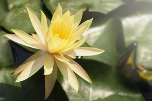Beautiful yellow water lily lotus flower blooming on water surface. Reflection of lotus flower on water pond. photo