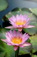 Beautiful purple water lily lotus flower blooming on water surface. Reflection of lotus flower on water pond. photo