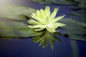 Beautiful yellow water lily lotus flower blooming on water surface. Reflection of lotus flower on water pond. photo