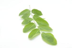 Rows of small green leaves with stems and leaves and details on fresh leaves on a separate white background. photo