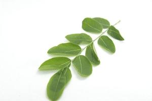 Rows of small green leaves with stems and leaves and details on fresh leaves on a separate white background. photo
