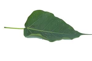 Green Bodhi Leaf-with pattern-straight-line-and-curve-patterns that are naturally beautiful as a buddhist tree on a separate white background. photo