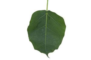 Green Bodhi Leaf-with pattern-straight-line-and-curve-patterns that are naturally beautiful as a buddhist tree on a separate white background. photo