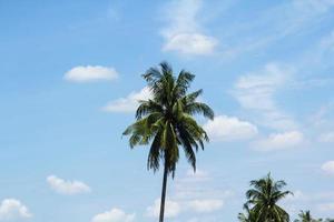 atmósfera de cúmulo de cielo que flota en el cielo naturalmente hermosa en un día soleado con cocoteros como telón de fondo contra un hermoso fondo de cielo azul. foto