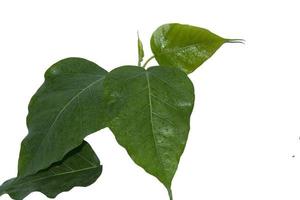 hoja de bodhi verde con patrones de líneas rectas y curvas que son naturalmente hermosos como un árbol budista en un fondo blanco separado. foto