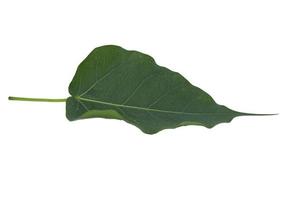 Green Bodhi Leaf-with pattern-straight-line-and-curve-patterns that are naturally beautiful as a buddhist tree on a separate white background. photo