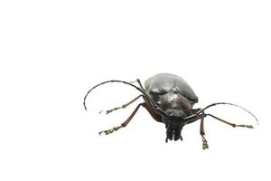 California Root Borer - deadly spikes - and hissing like a cockroach - is a ferocious scarab biting-pain-walking on a white background. photo