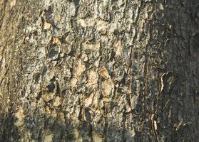 natural color of the bark sloping with alternating layers is naturally beautiful in the evening when the sunlight is soft. In a country where the sun is setting photo
