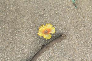 las flores de cerámica decoradas con muchos colores hermosos en la acera de la escuela hacen que los niños quieran ir a la escuela a caminar. foto