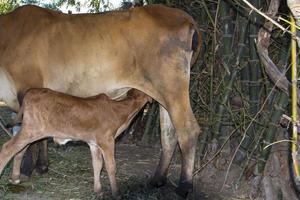 mother cow is feeding her new born calf, being cute is feeding. In a bamboo forest - in a rural area of Thailand photo