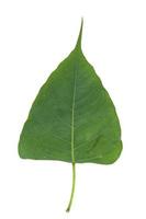 Green Bodhi Leaf-with pattern-straight-line-and-curve-patterns that are naturally beautiful as a buddhist tree on a separate white background. photo