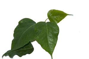 Green Bodhi Leaf-with pattern-straight-line-and-curve-patterns that are naturally beautiful as a buddhist tree on a separate white background. photo