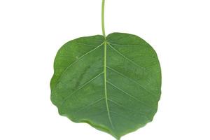 Green Bodhi Leaf-with pattern-straight-line-and-curve-patterns that are naturally beautiful as a buddhist tree on a separate white background. photo