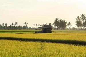 Combine harvesters are harvesting golden rice in the farmer's fields to sell and send to industrial plants for processing into various commodities and exporting to foreign countries for consumption. photo